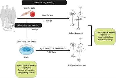 The iNs and Outs of Direct Reprogramming to Induced Neurons